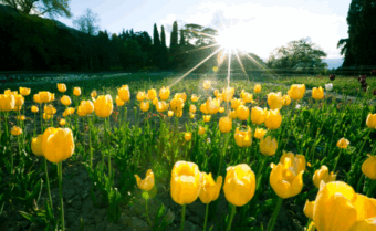 Paradise Kashmir
